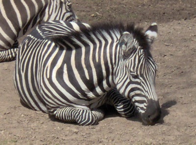 Fort Worth Zoo